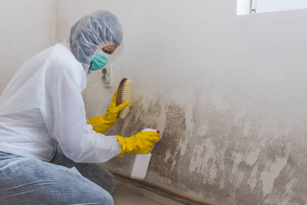 Best Basement Mold Removal  in North Conway, NH